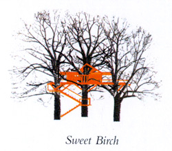 \"treehouse3.jpg\"